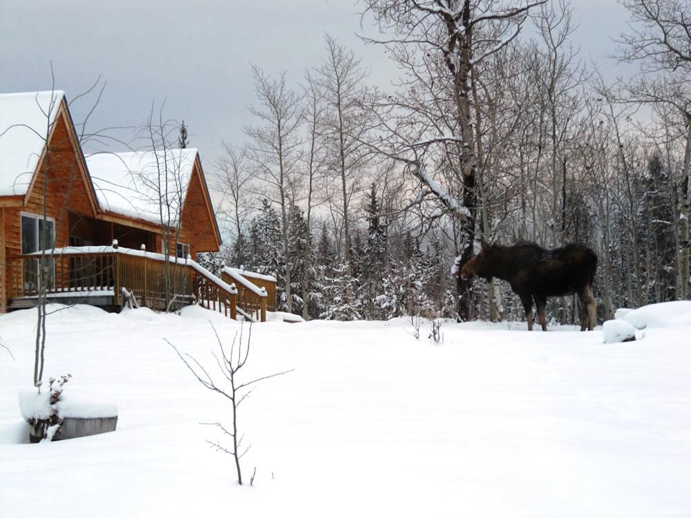 Eagle Bear Lodge Tatla Lake المظهر الخارجي الصورة
